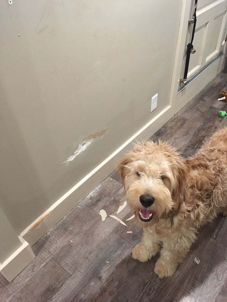 Wall Damage from Dog