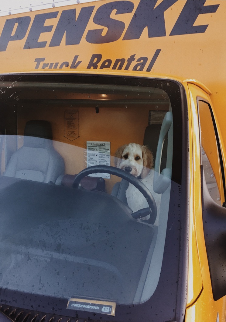 Dog in Rental Truck