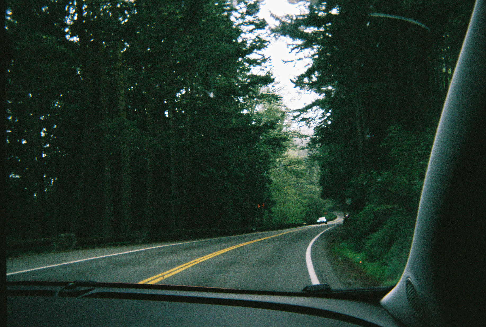 Driving through a Green Forest